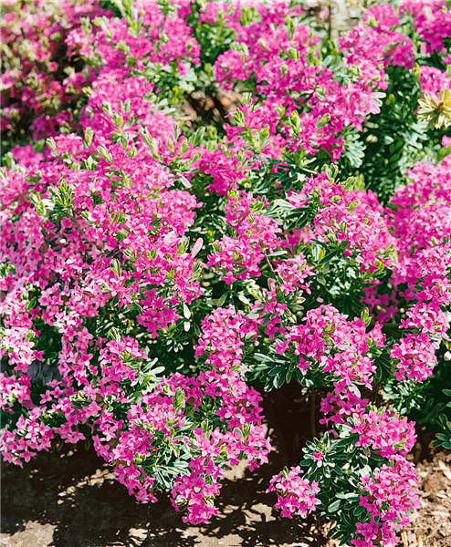 Daphne cneorum Variegata
