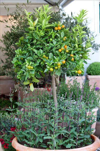 Citrus madurensis