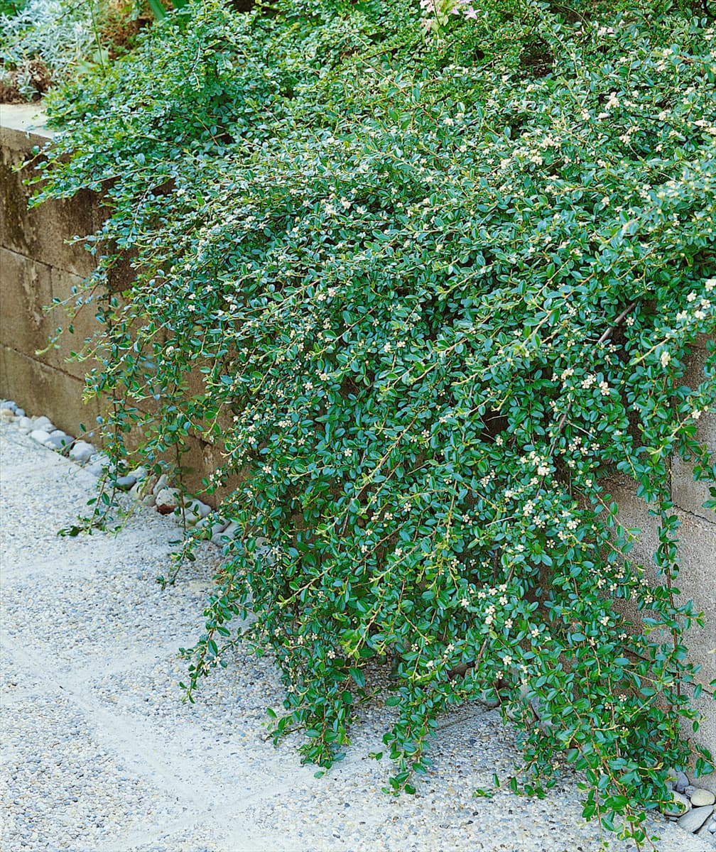 Cotoneaster dammeri Coral Beauty
