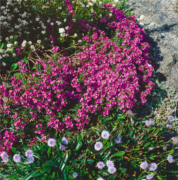 DAPHNE CNEORUM EXIMIA