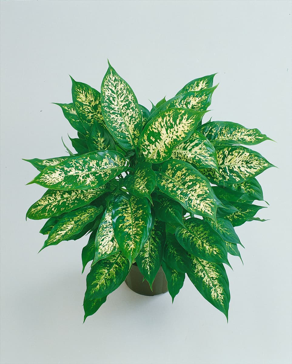 DIEFFENBACHIA COMPACTA
