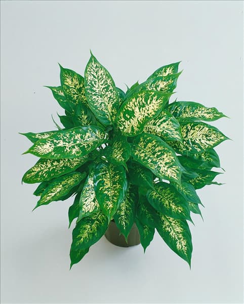 Dieffenbachia seguine 'Compacta'
