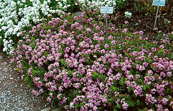 DAPHNE CNEORUM