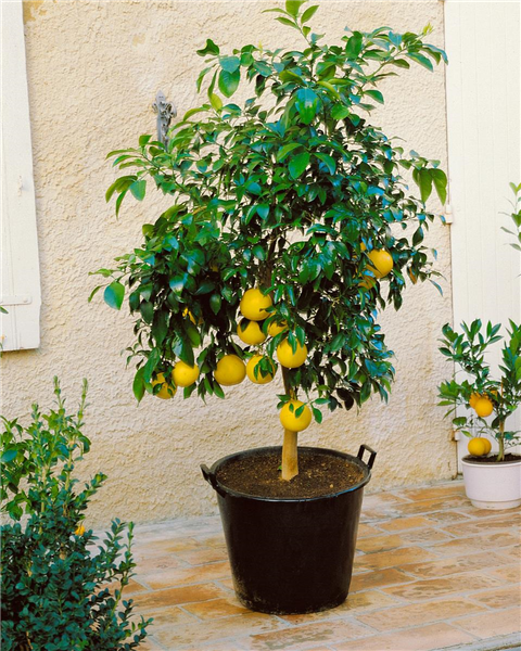 Pomelo / Citrus x paradisi im Topf