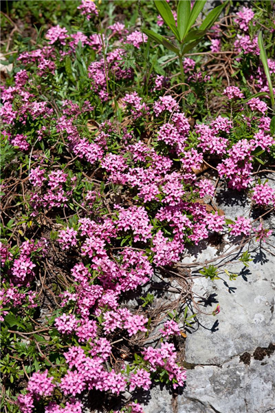 Daphne cneorum