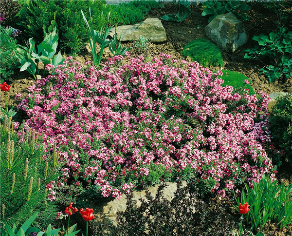 Daphne cneorum