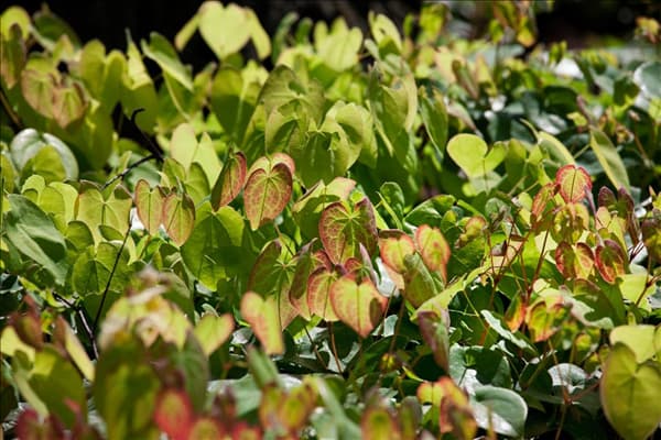 Epimedium Amber Queen