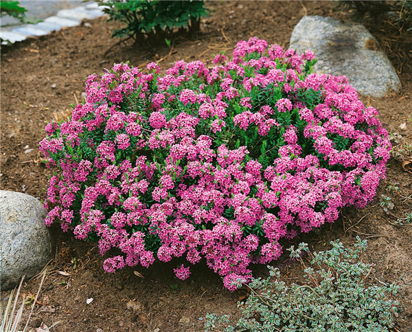 Daphne cneorum