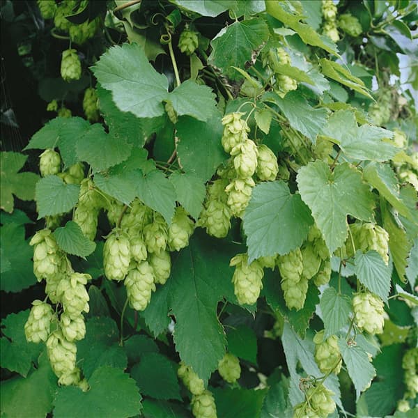 HUMULUS LUPULUS