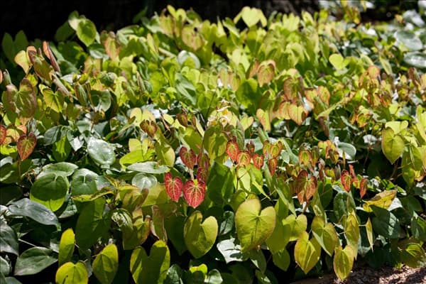Epimedium Amber Queen