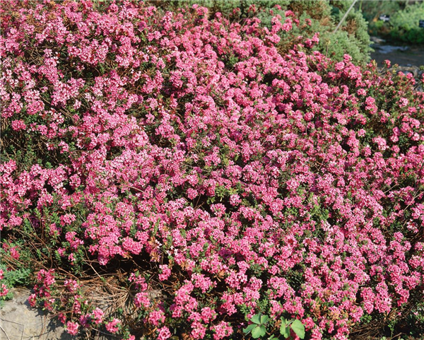 DAPHNE CNEORUM