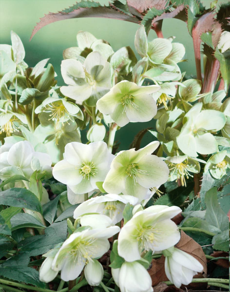 Helleborus orientalis White Lady