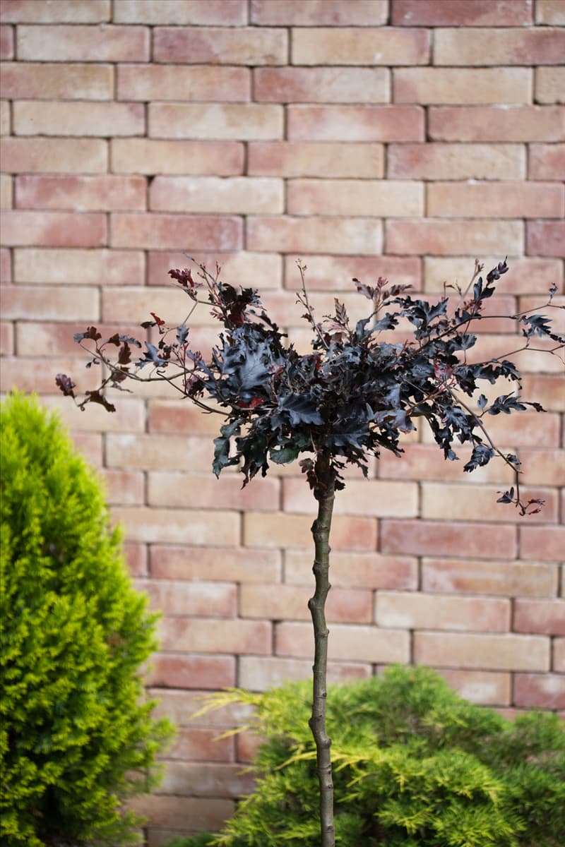 Fagus sylvatica Rohan Weeping