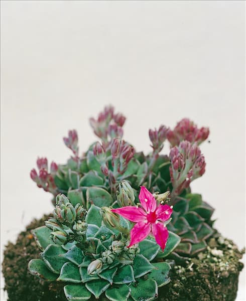 Graptopetalum bellum