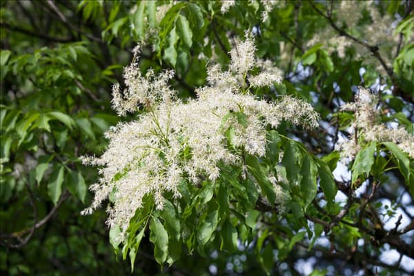 Fraxinus ornus