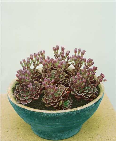 Graptopetalum tacilusbellum