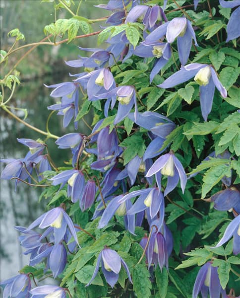 Clematis alpina