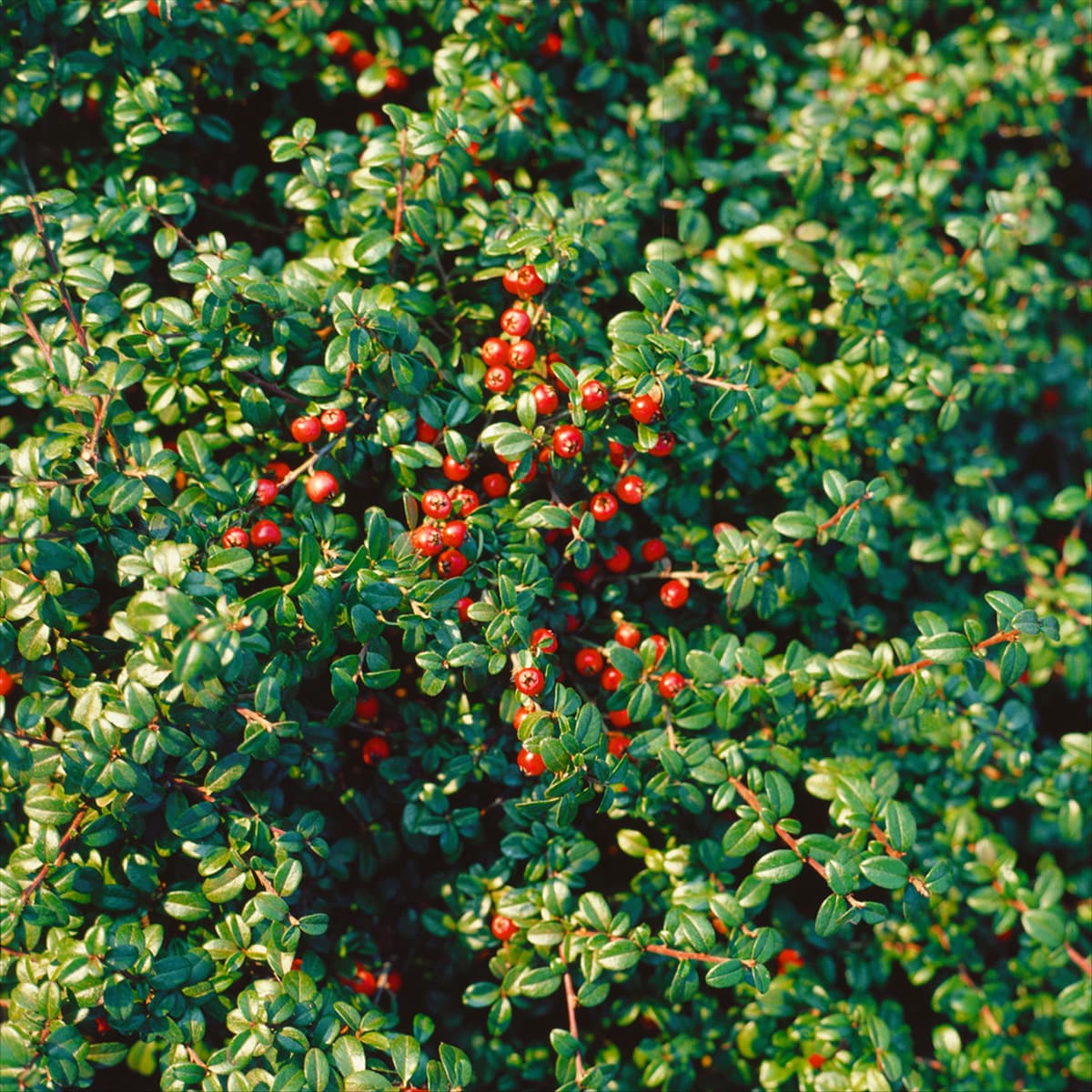 COTONEASTER DAMMERI WINTERJUWEL