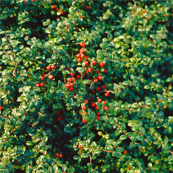 Cotoneaster dammeri 'Golden Spring'
