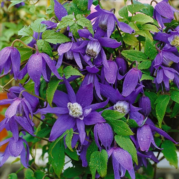 Clematis alpina Pamela Jackman