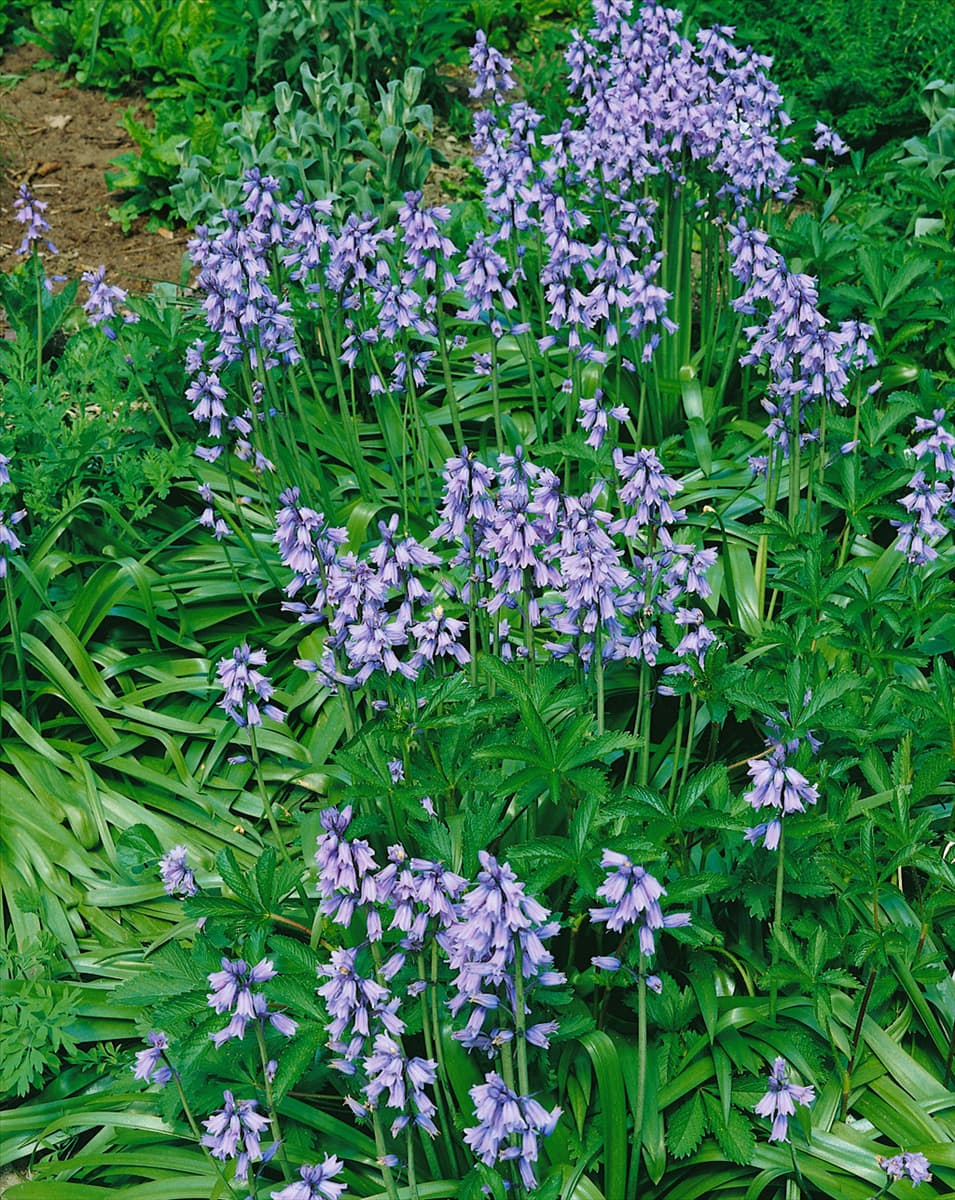 Hyacinthoides hispanica subsp. hispanica