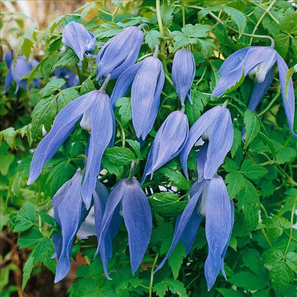 Clematis alpina Francis Rivis