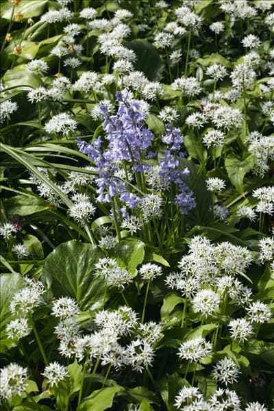 Hyacinthoides hispanica
