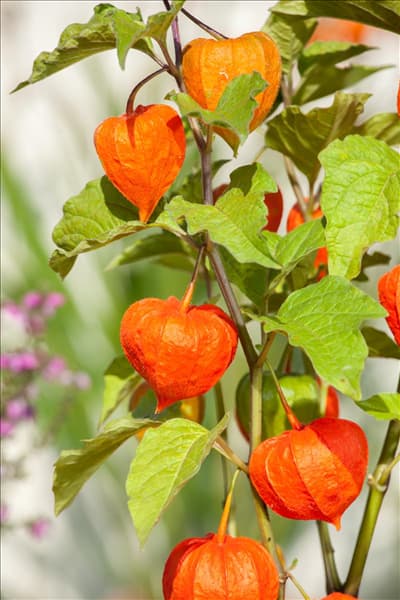 Physalis alkekengi