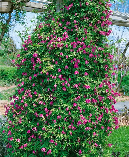 Clematis alpina Constance