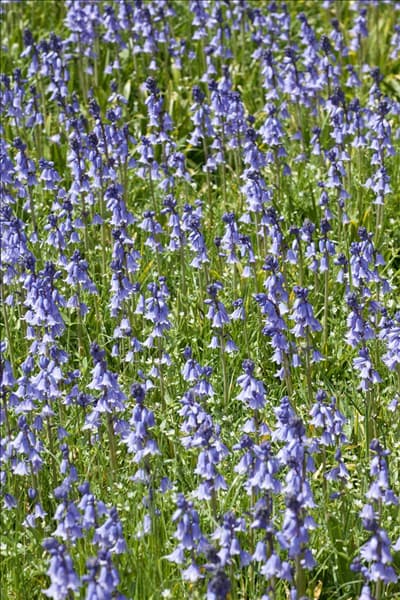 Hyacinthoides hispanica subsp. hispanica
