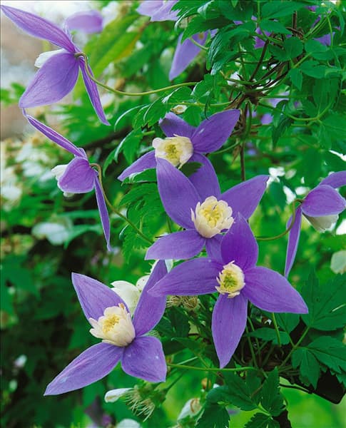 Clematis alpina Frankie