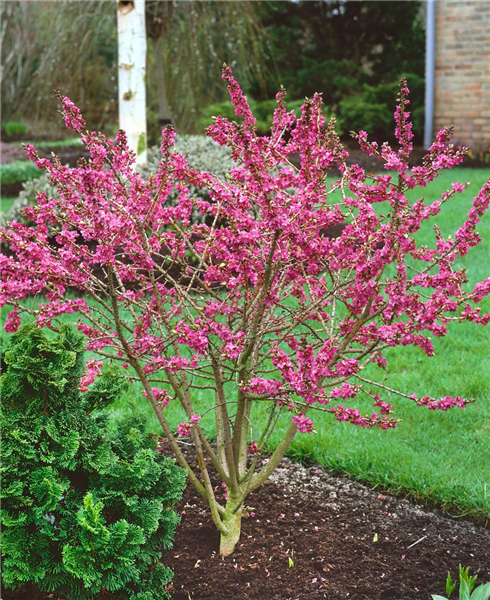 Daphne mezereum