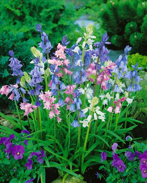 Hyacinthoides hispanica