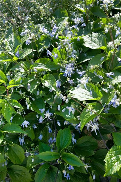 Clematis alpina