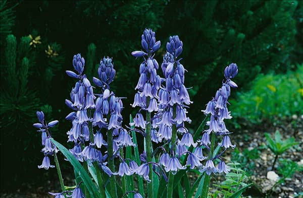 Hyacinthoides hispanica subsp. hispanica