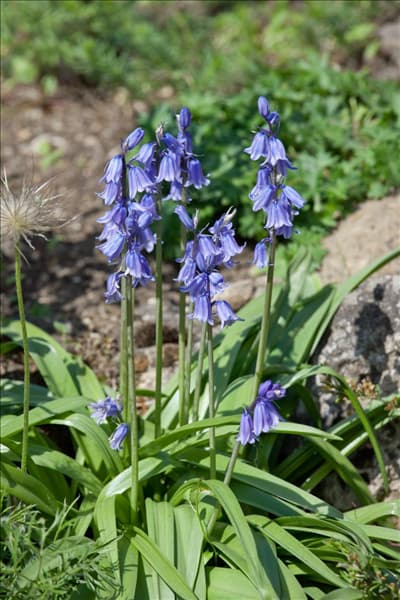 Hyacinthoides hispanica subsp. hispanica