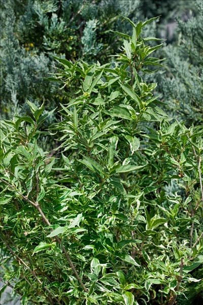 Diervilla sessilifolia LPDC Podaras