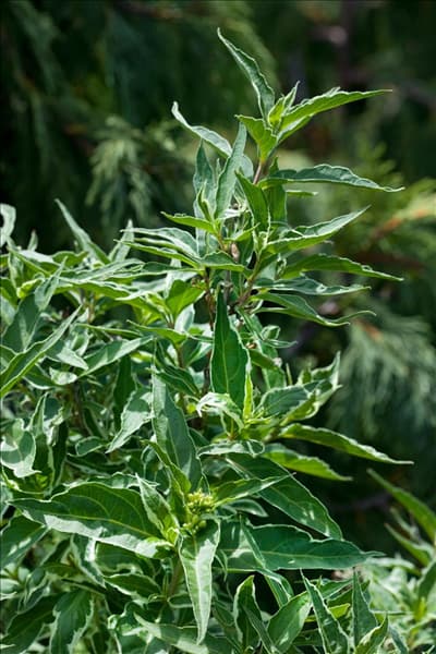 Diervilla sessilifolia LPDC Podaras