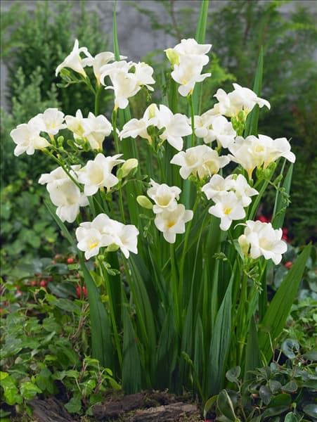 Freesia Weiß