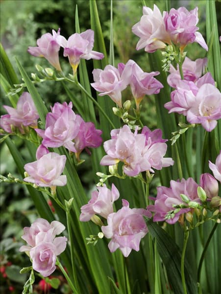 Freesia Rosa