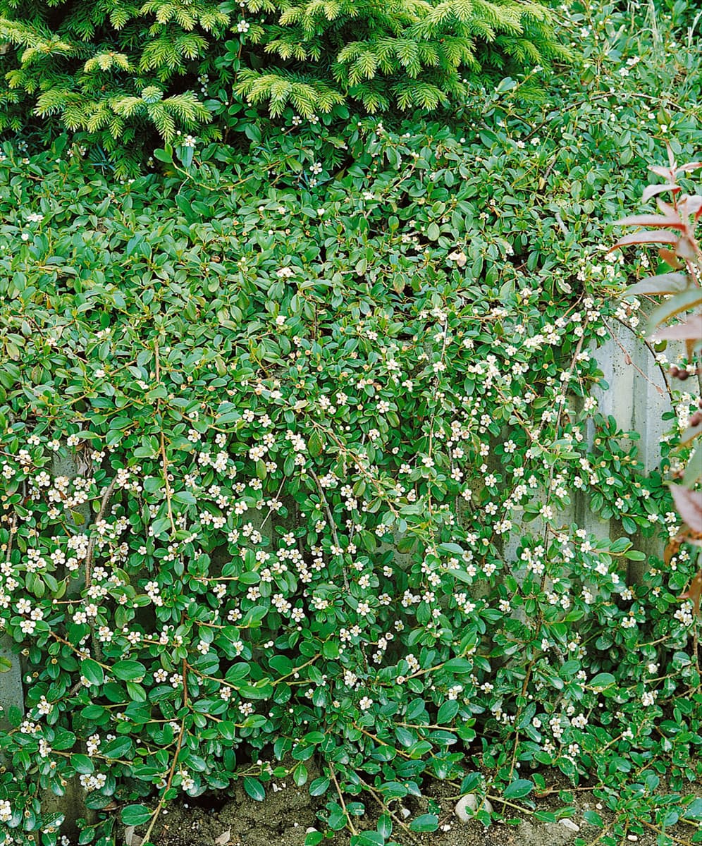 Cotoneaster dammeri Major