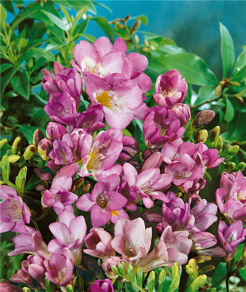 FREESIA