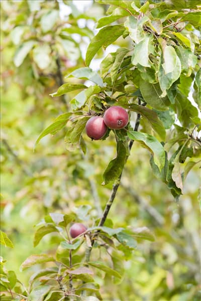 Malus domestica