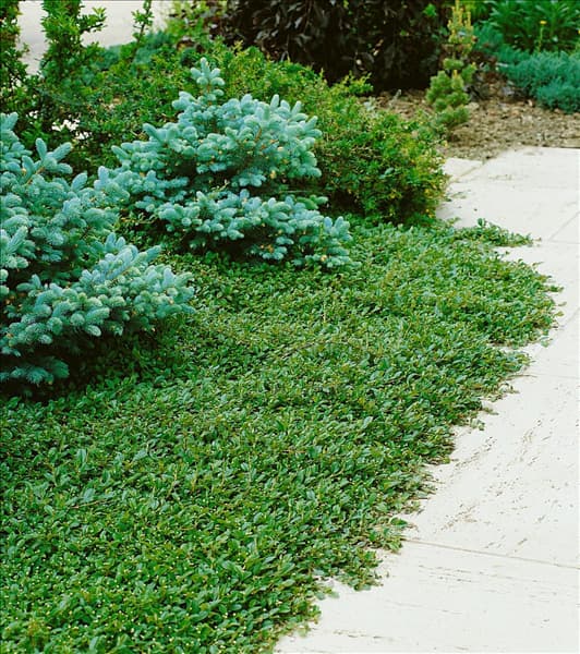 Cotoneaster dammeri Major