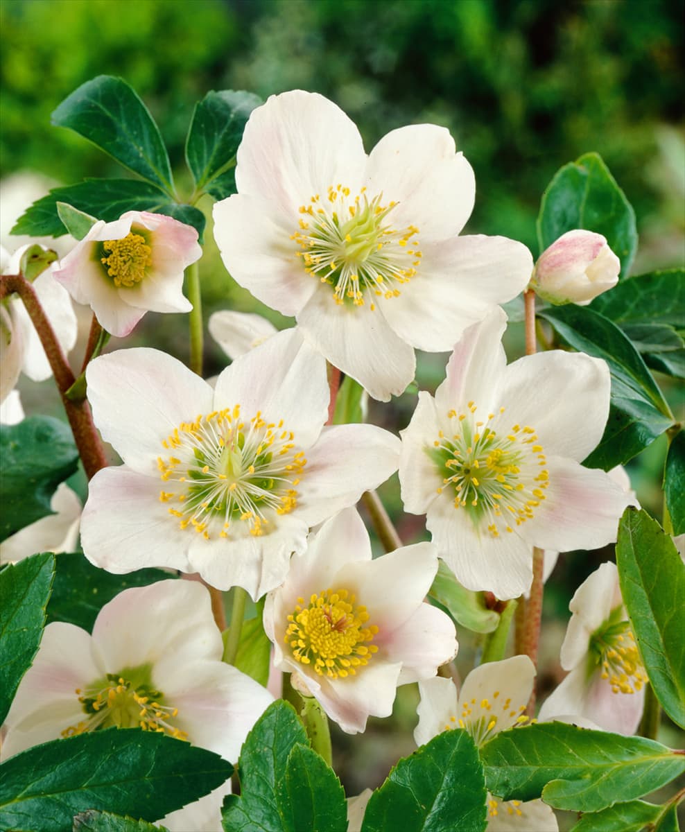 Helleborus x ericsmithii Silvermoon
