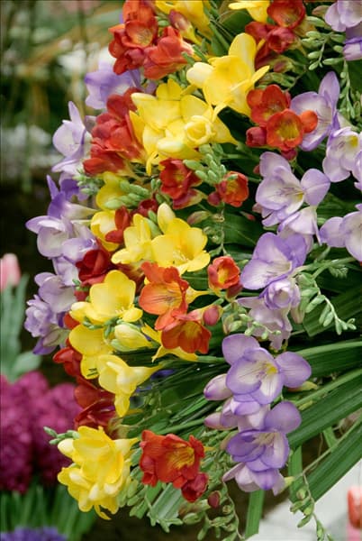 Freesia mixed