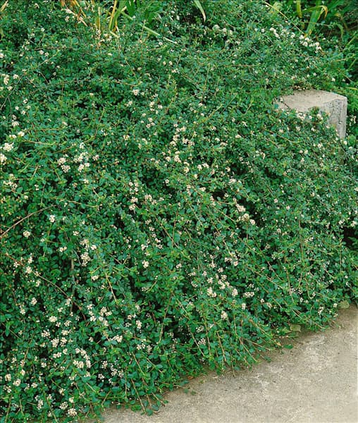 Cotoneaster dammeri Major