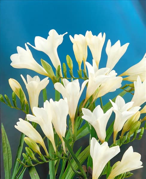 FREESIA REFLECTA ALBA