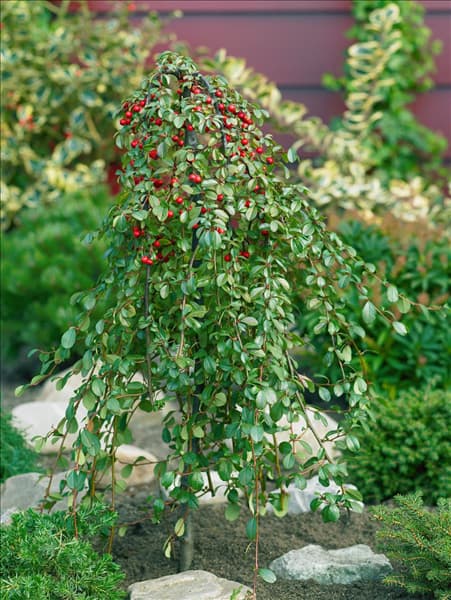 Cotoneaster dammeri Major