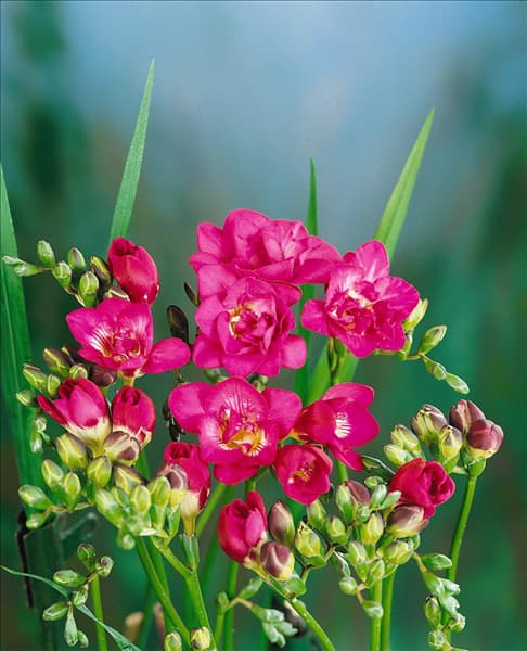 FREESIA double purple